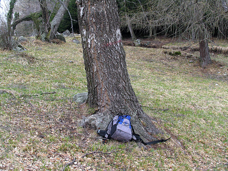 Betula pendula Roth / Betulla verrucosa